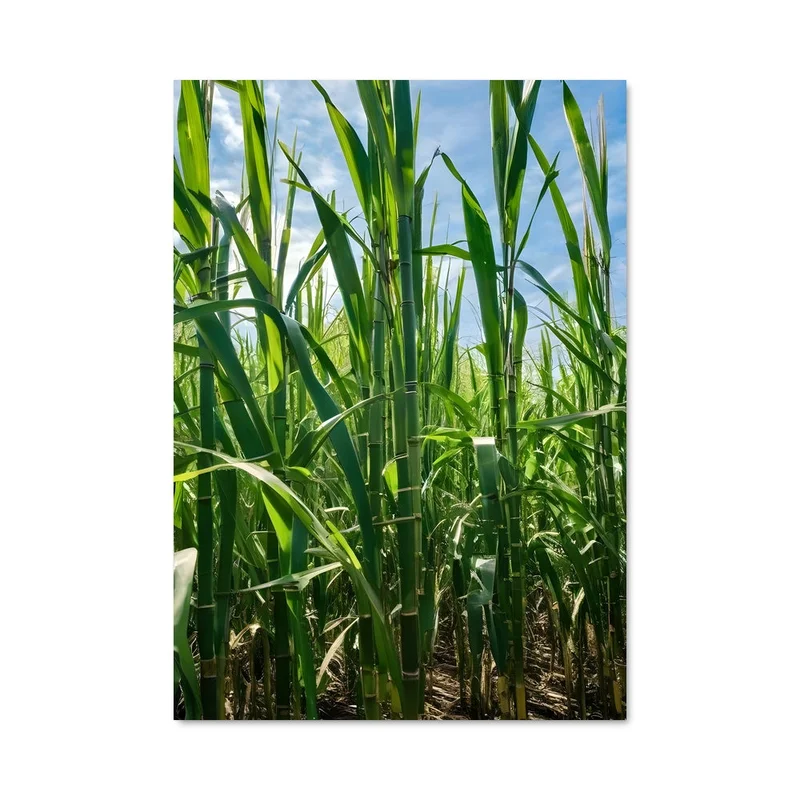 aesthetic-posters21691264