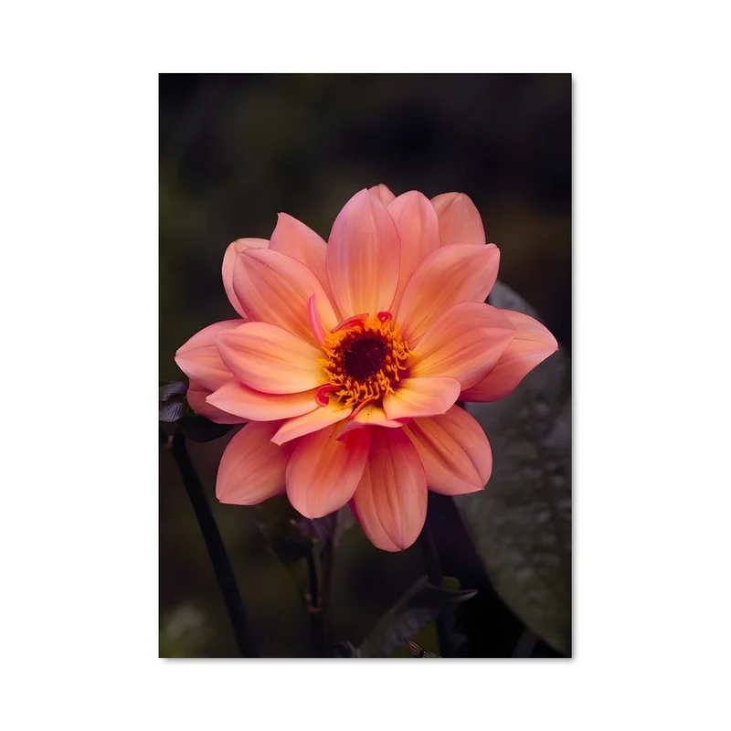 aesthetic-posters21697945