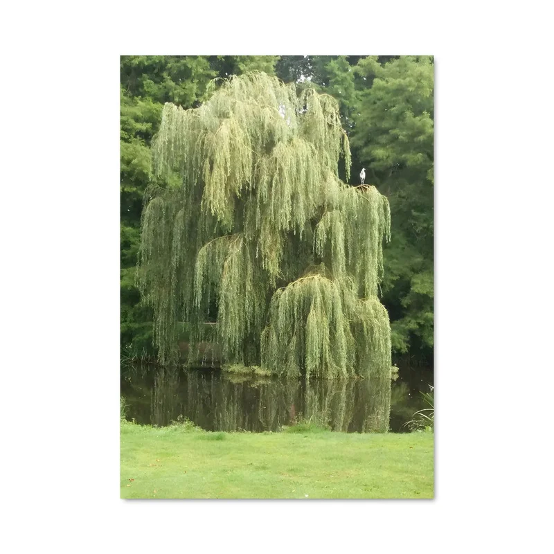 aesthetic-posters21719392