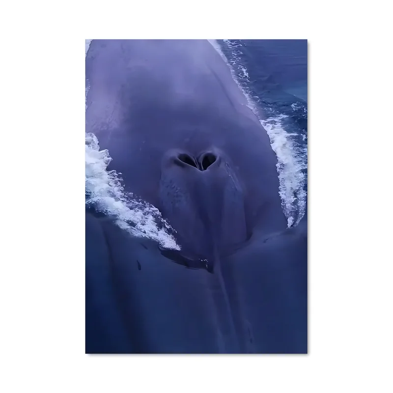 aesthetic-posters31307287