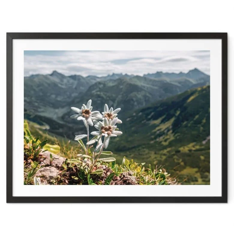 wall-art-1389452