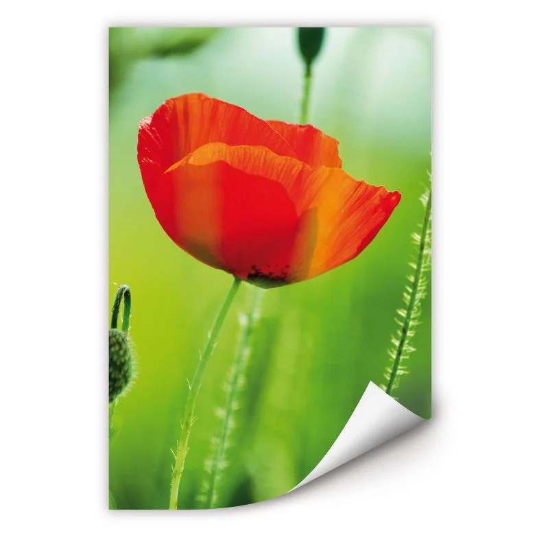 wall-art-1434124
