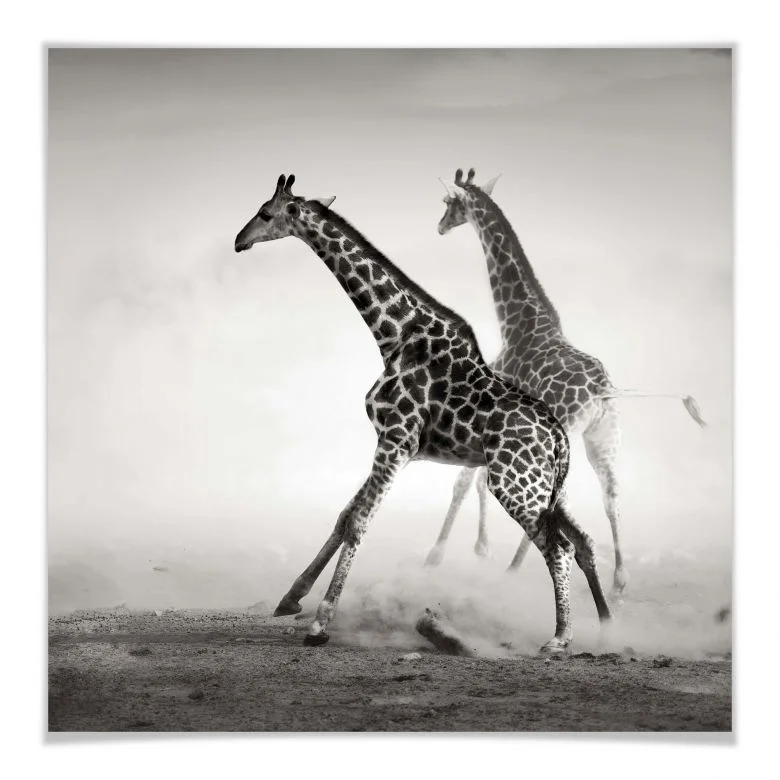 wall-art-1436281
